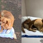 Após resgate, Fifi precisa de ajuda com tratamento e de um lar para não voltar a viver na rua