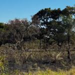 Segundo do dia: incêndio em vegetação mobiliza bombeiros na Mata do Jacinto