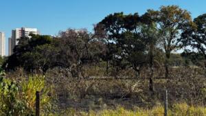 Segundo do dia: incêndio em vegetação mobiliza bombeiros na Mata do Jacinto