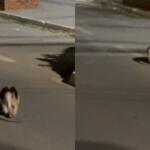 Bem de boa? Enquanto a cidade das sucuris dorme, animal tranquilão explora o centro