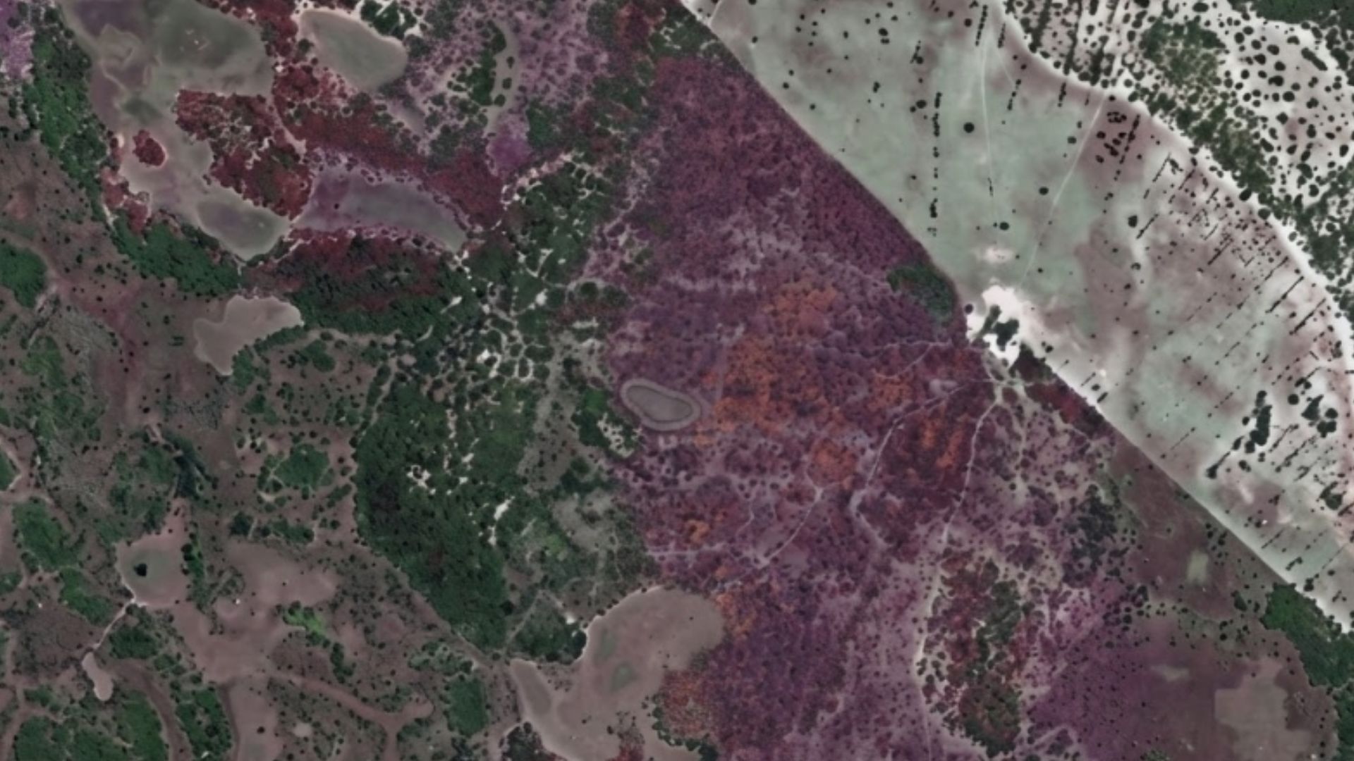 TAC quer restaurar 50 hectares desmatados por fazenda no Pantanal de Corumbá