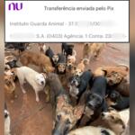 estagiaria doou salario ong animais