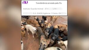 estagiaria doou salario ong animais