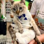 De filhotes a adultos, feira tem 16 gatos para adoção em Campo Grande