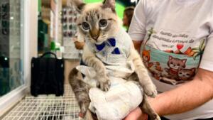 De filhotes a adultos, feira tem 16 gatos para adoção em Campo Grande