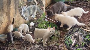 gatos de rua