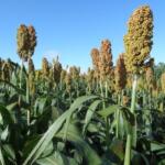 Ministério define regras de risco climático para cultivo de sorgo em MS