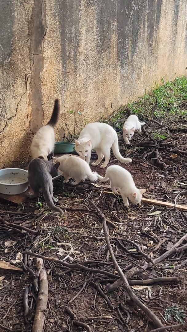 Gatinhos em terreno no Nova Campo Grande. (Foto: Arquivo Pessoal)