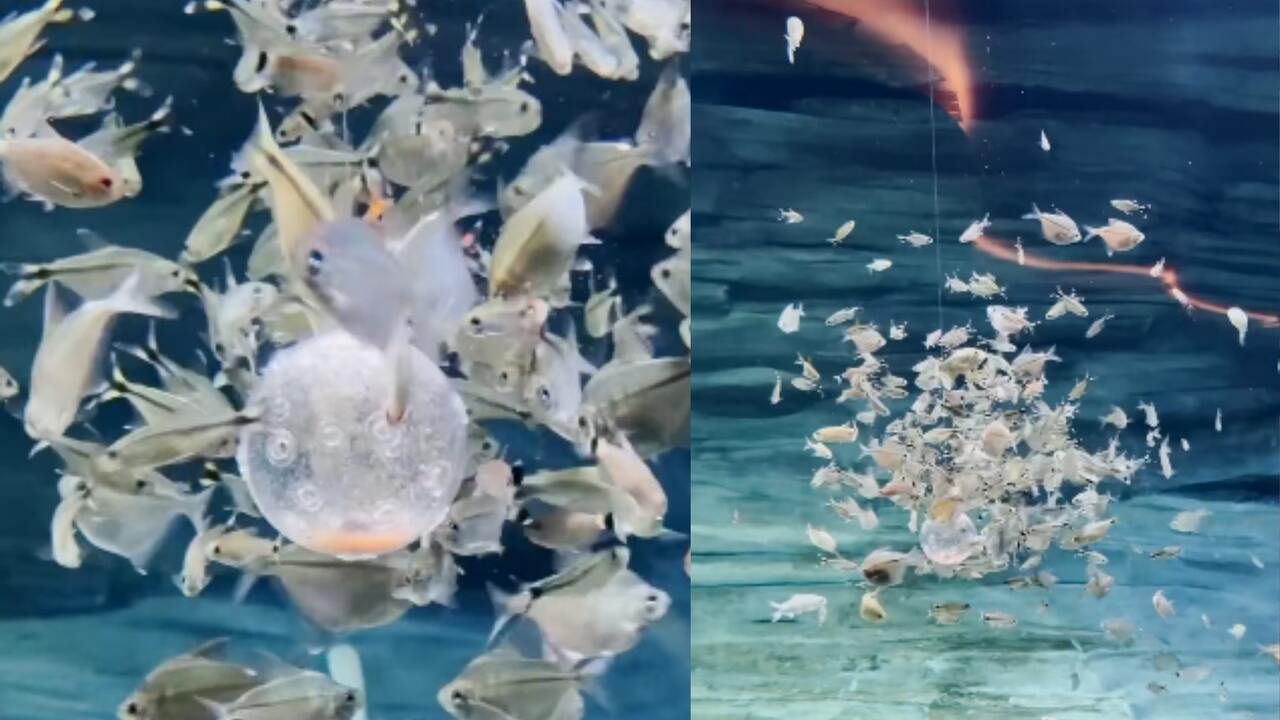 Brinquedo? Saiba para que servem as bolinhas coloridas que flutuam nos tanques do Bioparque Pantanal