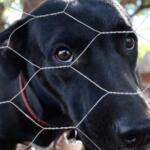 pet – cão – cachorro – animal domestico (3)