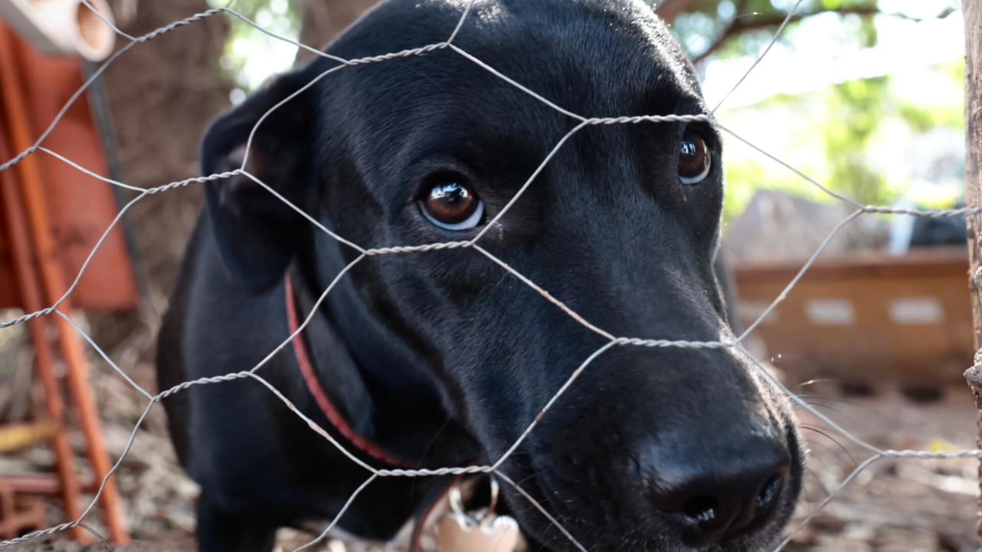 pet – cão – cachorro – animal domestico (3)