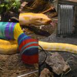 piton bioparque