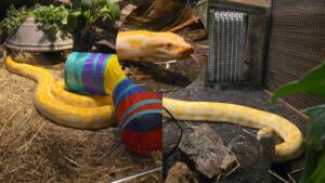 piton bioparque