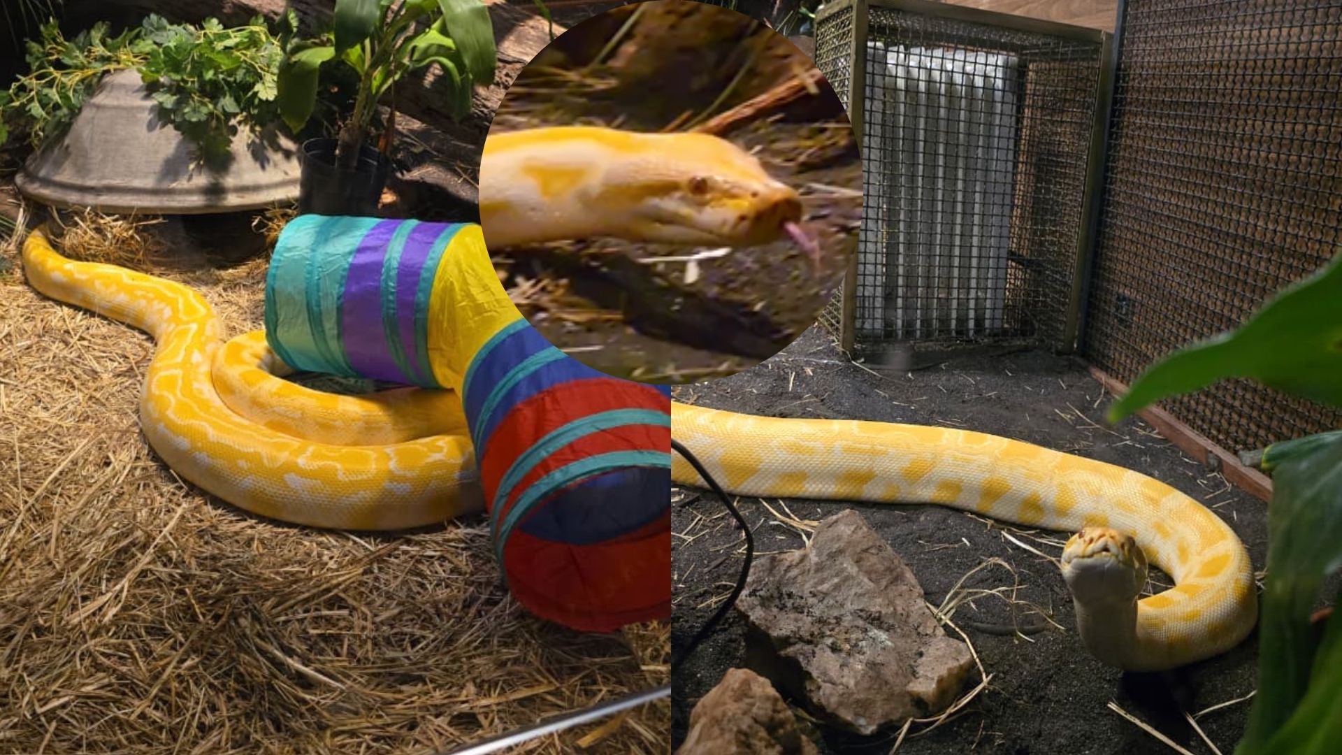 piton bioparque