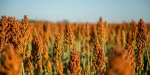 Mais barato e resistente à seca, sorgo ganha espaço nas lavouras de MS