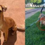 Tutora oferece R$ 1 mil para quem devolver cão desaparecido em Campo Grande