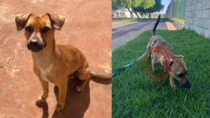 Tutora oferece R$ 1 mil para quem devolver cão desaparecido em Campo Grande