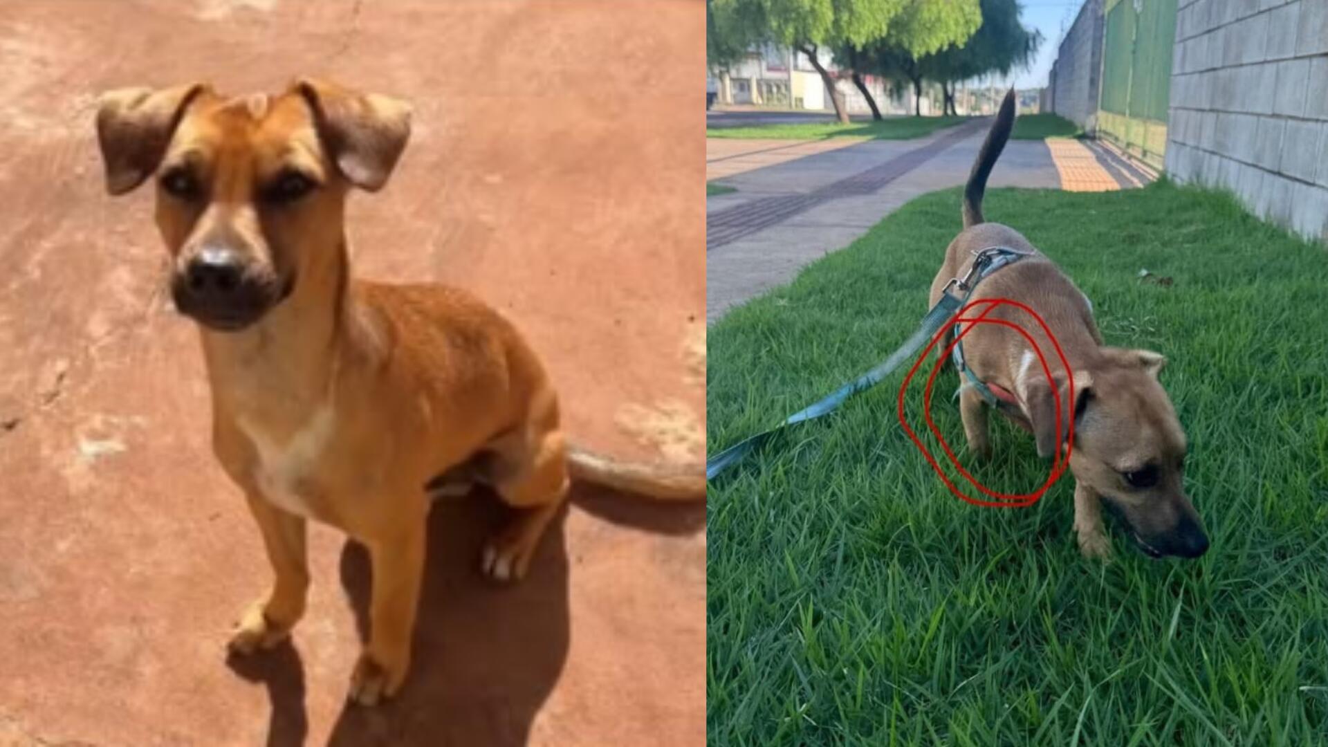 Tutora oferece R$ 1 mil para quem devolver cão desaparecido em Campo Grande
