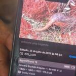 ‘Furto’ de autoria? Vídeo de tatu-canastra em toca vira caso de polícia em MS