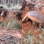 Encontro raro: tatu-canastra é visto cavando toca durante o dia em Camapuã