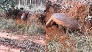 Encontro raro: tatu-canastra é visto cavando toca durante o dia em Camapuã