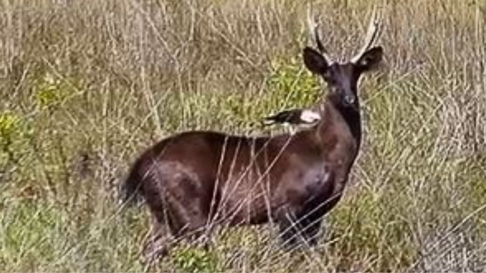 Veado preto é flagrado no Pantanal e origem é mistério para a ciência