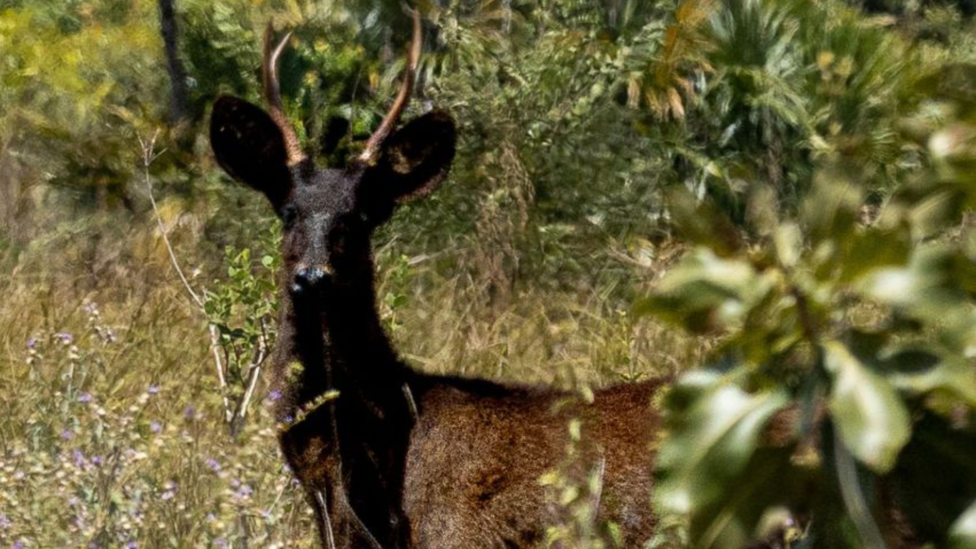 Veado preto é flagrado no Pantanal e origem é mistério para a ciência