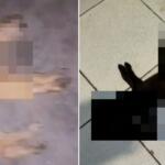 Polícia investiga possível envenenamento de 11 animais em Dourados