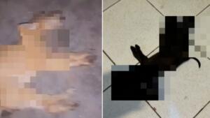 Polícia investiga possível envenenamento de 11 animais em Dourados
