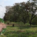 Capivara atingida por flecha gera comoção na Ernesto Geisel e mobiliza buscas