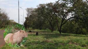 Capivara atingida por flecha gera comoção na Ernesto Geisel e mobiliza buscas