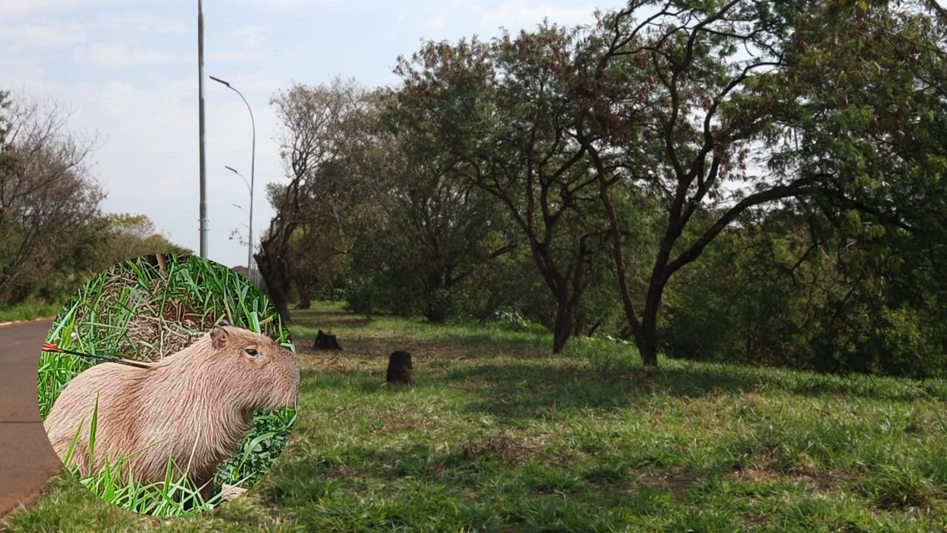 Capivara atingida por flecha gera comoção na Ernesto Geisel e mobiliza buscas