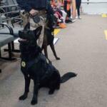 Cães da PRF são homenageados na Câmara por atuação no combate ao tráfico em MS