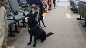 Cães da PRF são homenageados na Câmara por atuação no combate ao tráfico em MS