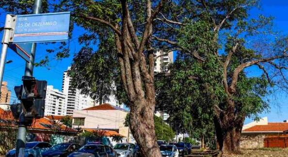Imasul cancela autorizações de supressão vegetal em fazendas no interior de MS