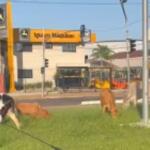 Animais flagrados em Avenida de Campo Grande