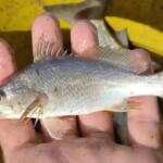 Cientistas identificam taxa recorde de deformações em peixes do ES