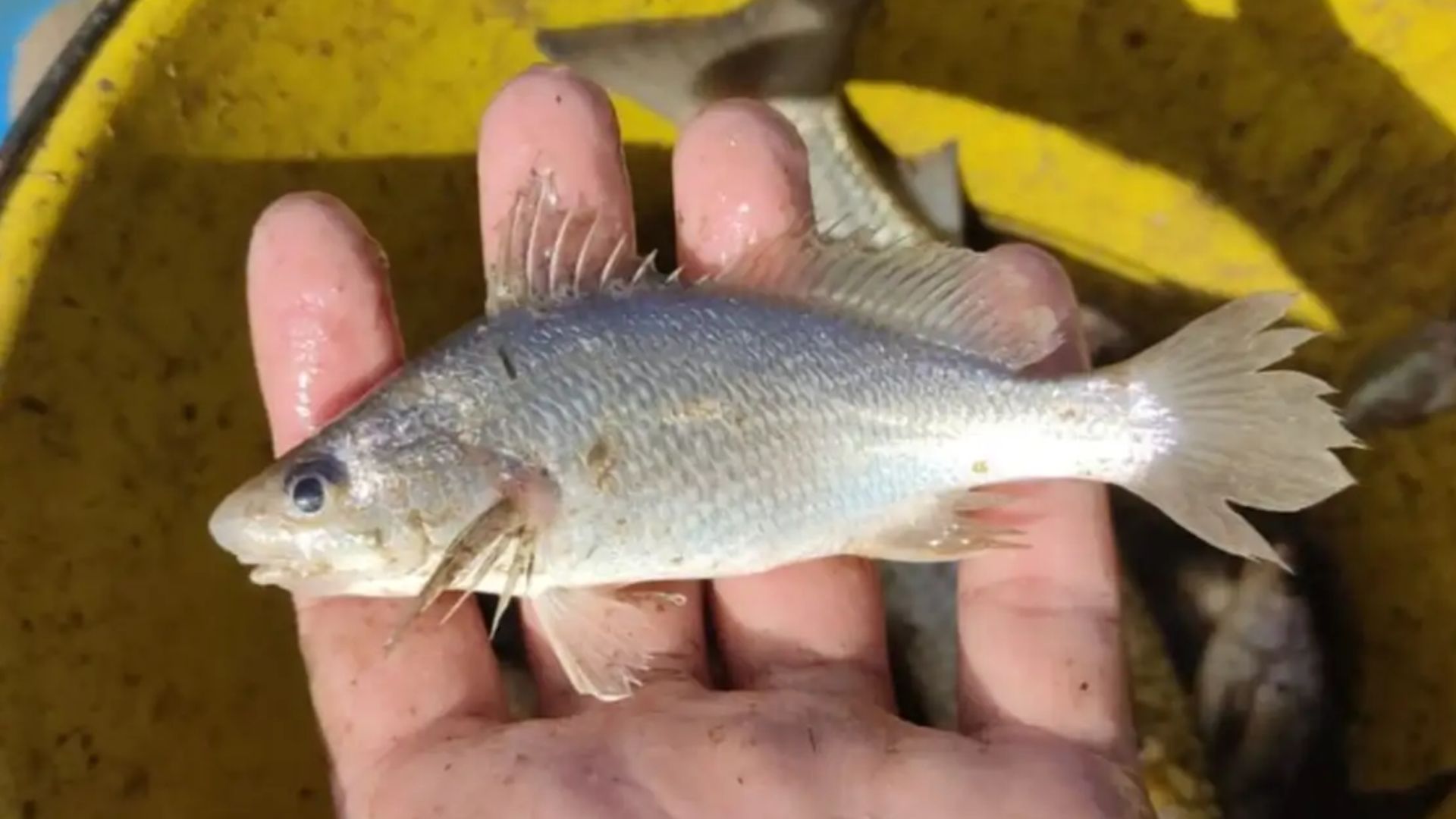 Cientistas identificam taxa recorde de deformações em peixes do ES