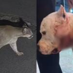 Onça-parda ataca pit bull em residência dentro de condomínio na Zona Norte de São Paulo