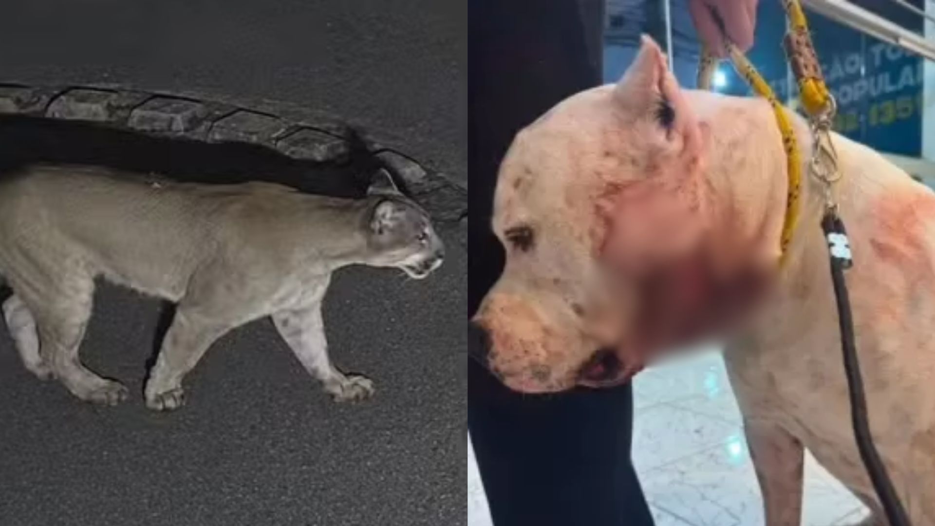 Onça-parda ataca pit bull em residência dentro de condomínio na Zona Norte de São Paulo