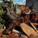 Árvore cai em cruzamento e deixa moradores sem energia na Vila Manoel Taveira