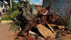 Árvore cai em cruzamento e deixa moradores sem energia na Vila Manoel Taveira