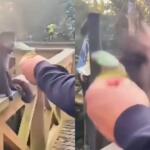 Macaco-prego é agredido com tapa no Parque Ecológico de Maracajá em Santa Catarina