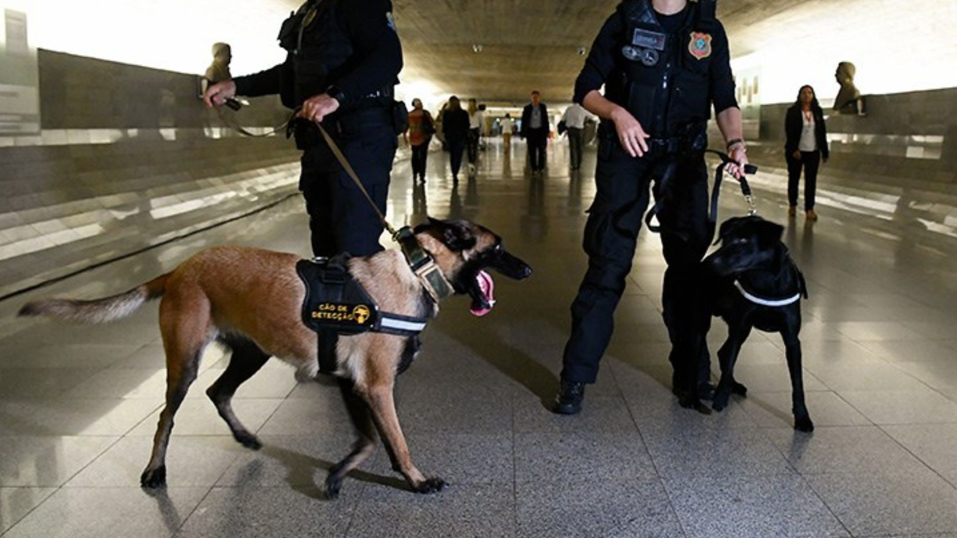 Morre médica-veterinária atacada por cão do Senado Federal; animal recebia atendimento