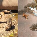 Cachorros no córrego da Ernesto Geisel preocupam moradores do bairro Cabreúva