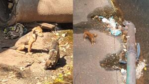 Cachorros no córrego da Ernesto Geisel preocupam moradores do bairro Cabreúva