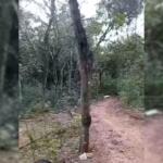 Jovem é encontrado morto em bosque de Itaquiraí com ferimentos na cabeça