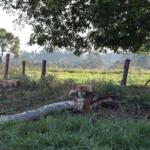 Trabalhador morre eletrocutado durante poda de árvore no Jardim Carioca