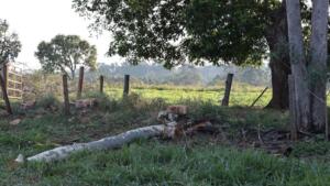 Trabalhador morre eletrocutado durante poda de árvore no Jardim Carioca