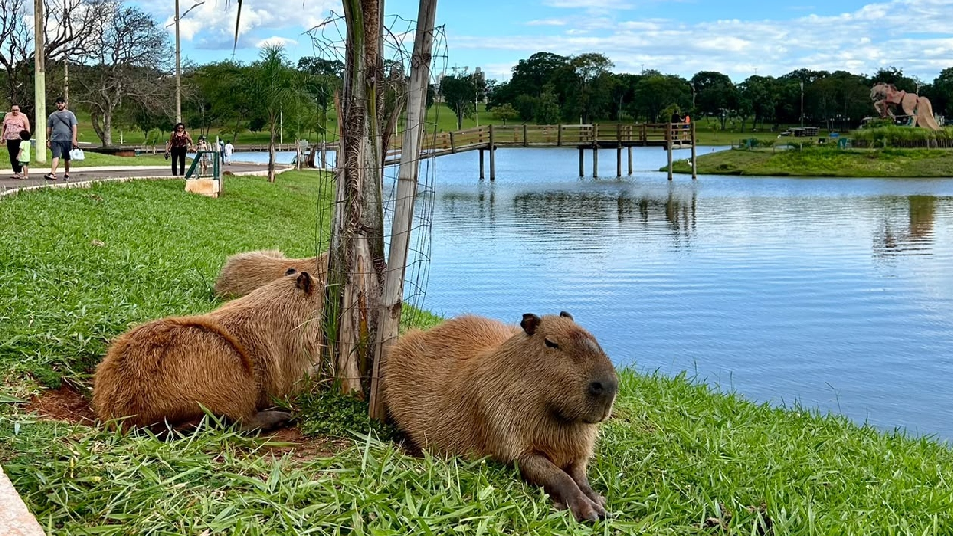 Fauna de Campo Grande